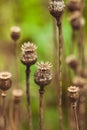 Dry poppy plant Royalty Free Stock Photo