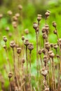 Dry poppy plant Royalty Free Stock Photo