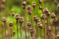 Dry poppy plant Royalty Free Stock Photo