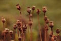 Dry poppy plant