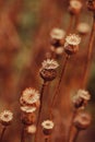 Dry poppy plant