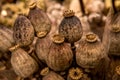 Dry poppy pods Royalty Free Stock Photo