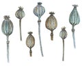 Dry poppy seed heads, watercolor illustration Royalty Free Stock Photo