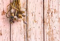 Dry poppy seed pods Papaver somniferum hanging on of planks of old pine wood with peeling pink paint Royalty Free Stock Photo