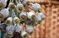 Dry poppyhead flower bouquet in beige tone Royalty Free Stock Photo