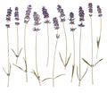 Dry pressed lavender Royalty Free Stock Photo