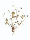 Dry pressed plant and root. Royalty Free Stock Photo
