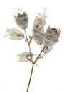 Dry pressed silene vulgaris flower