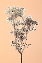 Dry pressed white flowers