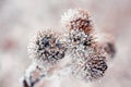 Dry prickly burdock flowers covered in glistening ice Royalty Free Stock Photo