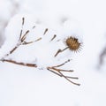 Dry prickly burdock in winter against a background of white fluffy snow. Thistle, agrimony, burdock, thorn Royalty Free Stock Photo