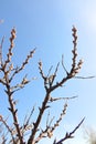 Dry prickly gnarled branches stretching