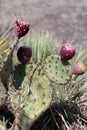 Dry Prickly Pear Cactus Blooms in Texas Royalty Free Stock Photo