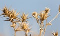 Dry prickly plant against the blue sky Royalty Free Stock Photo