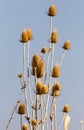 Dry prickly plant against the blue sky Royalty Free Stock Photo