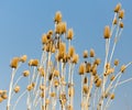 Dry prickly plant against the blue sky Royalty Free Stock Photo