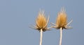 Dry prickly plant against the blue sky Royalty Free Stock Photo