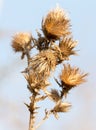 Dry prickly plant against the blue sky Royalty Free Stock Photo