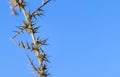 Dry Prickly Plant Against Blue Sky, Nature Backround, Survival, Space fot Text Royalty Free Stock Photo