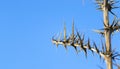 Dry Prickly Plant Against Blue Sky, Nature Backround, Survival, Space fot Text Royalty Free Stock Photo