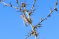 Dry Prickly Plant Against Blue Sky, Nature Backround, Survival, Space fot Text Royalty Free Stock Photo