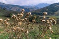 Dry prickly shrub of gray color on a bright sunny day.