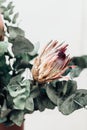 Dry Protea flowers with eucalyptus Royalty Free Stock Photo