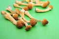 Dry psilocybin mushrooms on green background. Psychedelic magic mushrooms Golden Teacher. Medical usage. Microdosing concept