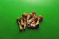 Dry psilocybin mushrooms on green background. Psychedelic magic mushroom Golden Teacher. Medical usage.