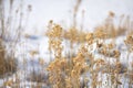 Dry Rabbitbrush In Winter Royalty Free Stock Photo