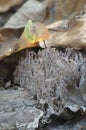 Dry Ramaria stricta mushrooms Royalty Free Stock Photo