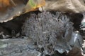 Dry Ramaria stricta mushrooms Royalty Free Stock Photo