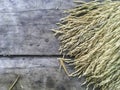 Dry raw rice paddy on right side old wood surface in top view