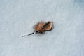 Dry red birch leaf frozen in snow surface