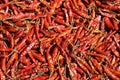 Dry Red Chilies Royalty Free Stock Photo