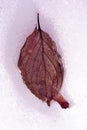 Dry red Cornus mas Cornelian cherry, European cornel or Cornelian cherry dogwood   leaf and maple samara seed on ice Royalty Free Stock Photo