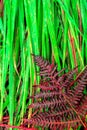 Dry red Fern plant on green wet fresh grass Royalty Free Stock Photo