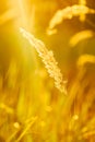 Dry Red Grass Field Meadow Royalty Free Stock Photo