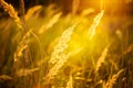 Dry Red Grass Field Meadow Royalty Free Stock Photo