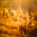 Dry Red Grass Field Meadow Royalty Free Stock Photo