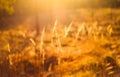 Dry Red Grass Field Meadow Royalty Free Stock Photo