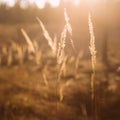 Dry Red Grass Field Meadow Royalty Free Stock Photo