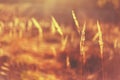 Dry Red Grass Field Meadow Royalty Free Stock Photo