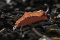 Dry, red leaf on forest floor in autumn