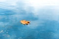 Dry red maple leaf on blue water Royalty Free Stock Photo