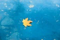 Dry red maple leaf on blue water Royalty Free Stock Photo
