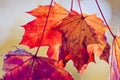 Dry red maple leafs in autumn