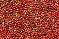 Dry red pepper berries as texture Royalty Free Stock Photo