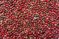 Dry red pepper berries as texture Royalty Free Stock Photo