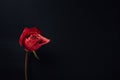 Dry red rose on black background Royalty Free Stock Photo